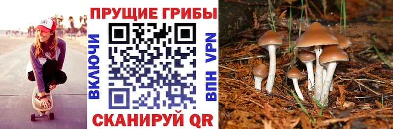 Псилоцибиновые грибы мицелий  Купить  Тамбов 